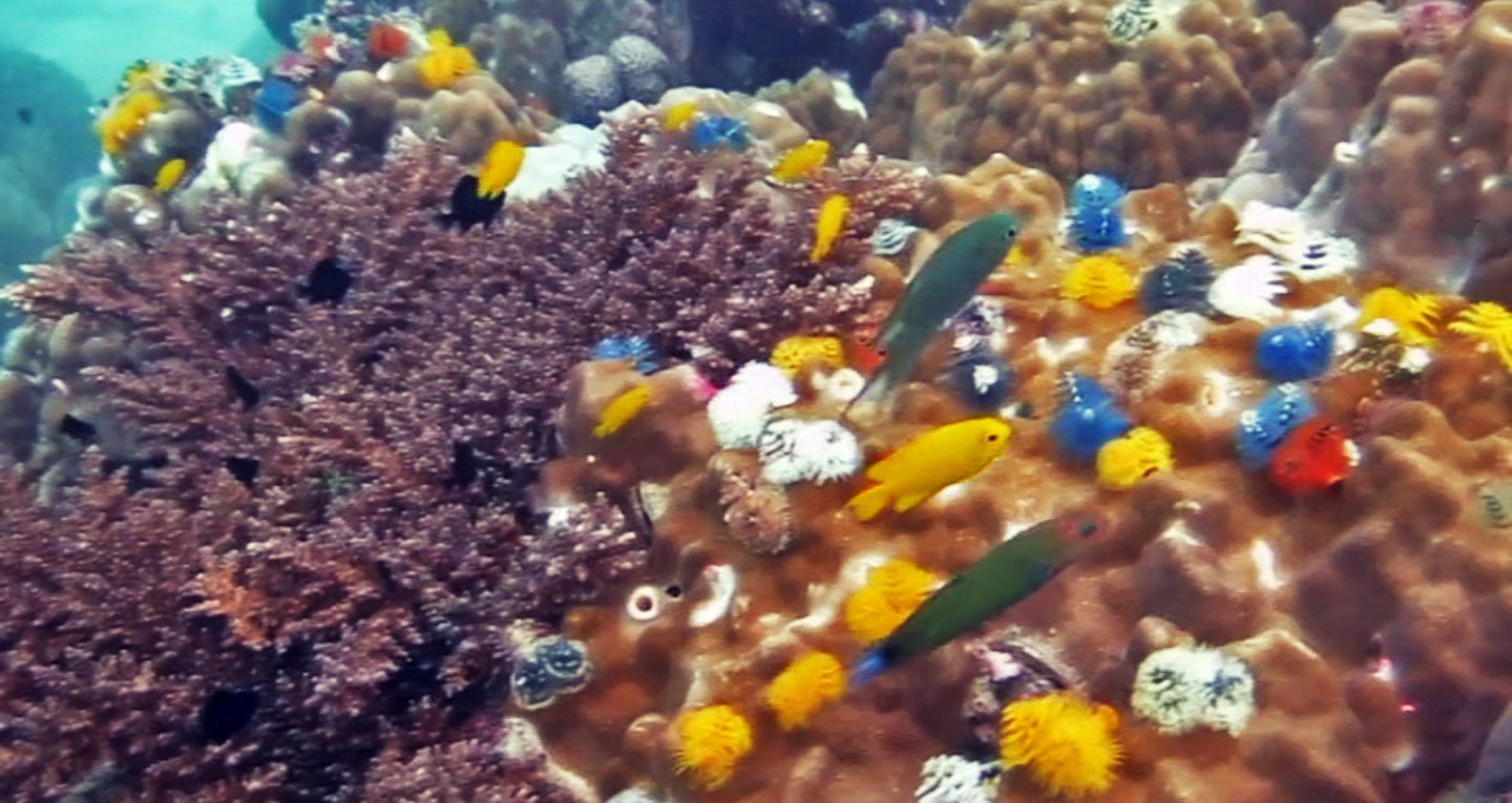 Colorful corals at the White Rock Dive Site, Koh Tao, Thailand