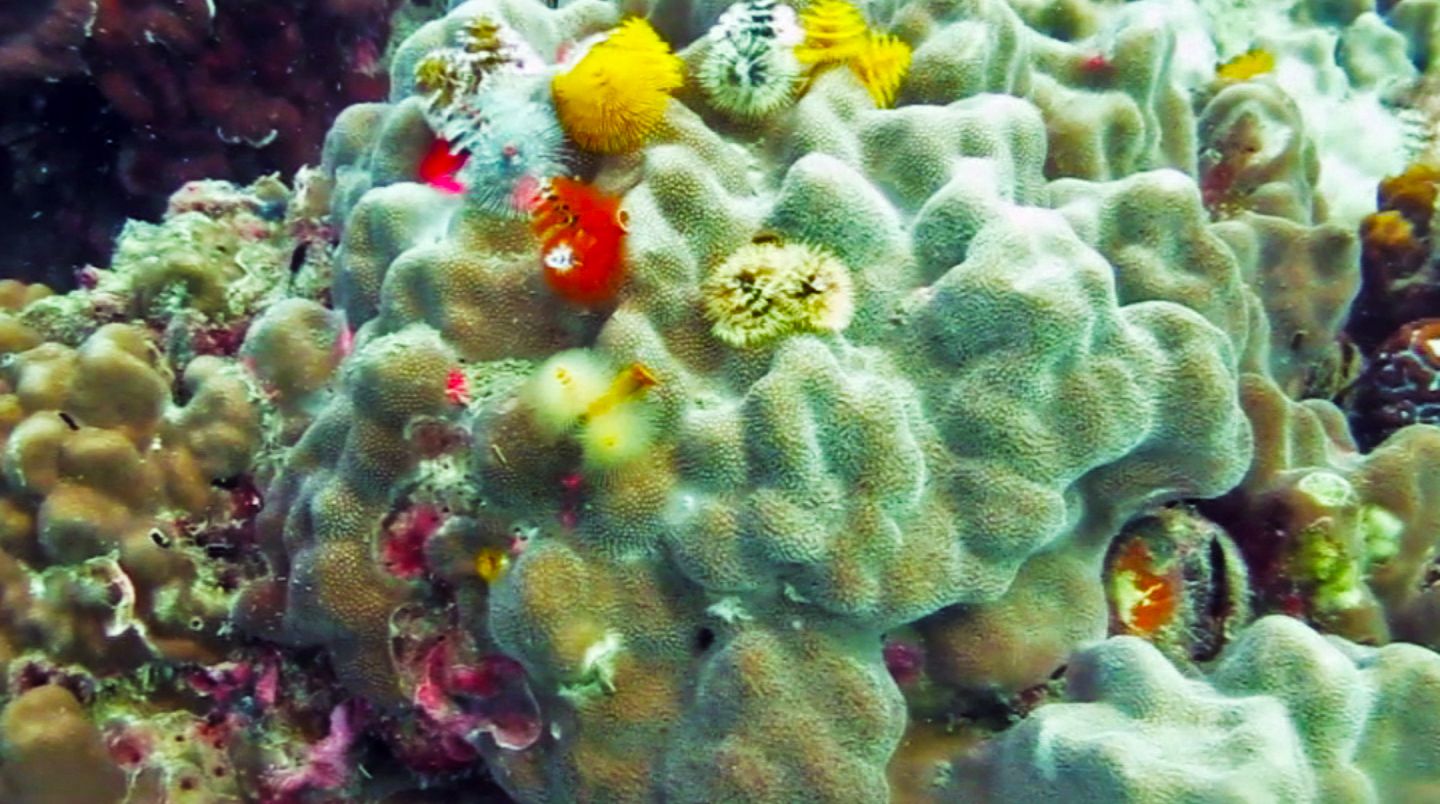 Coral at White Rock Dive Site, Koh Tao, Thailand