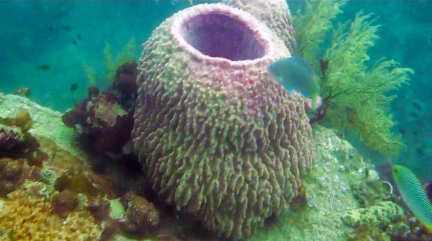 Corals at the Hin Pee Wee Dive Site, Koh Tao, Thailand
