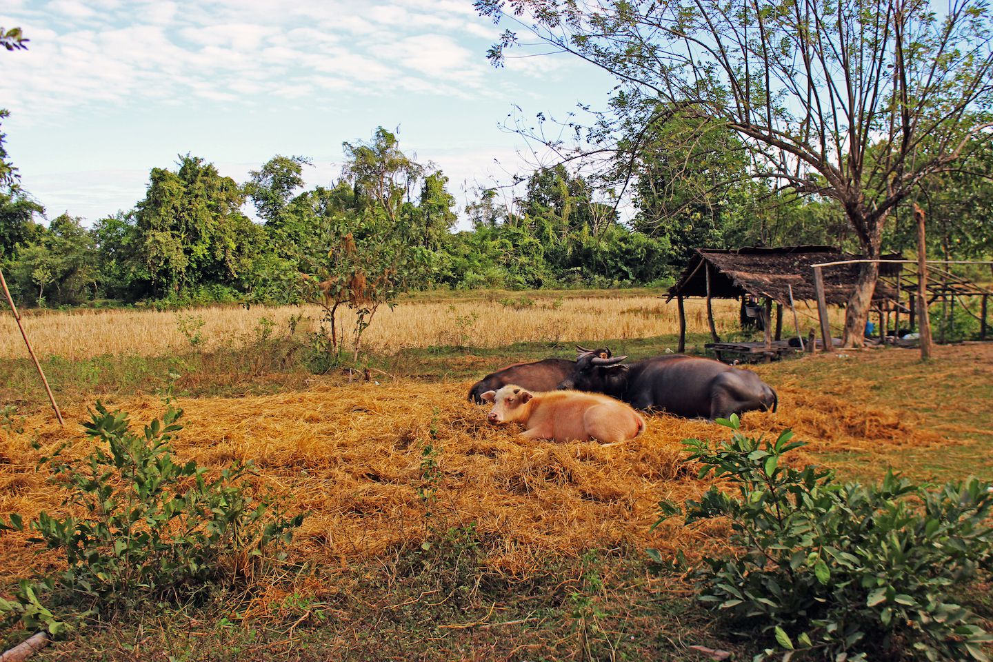 Cows on the Don Det island, 4000 Islands (Si Phan Don), Laos