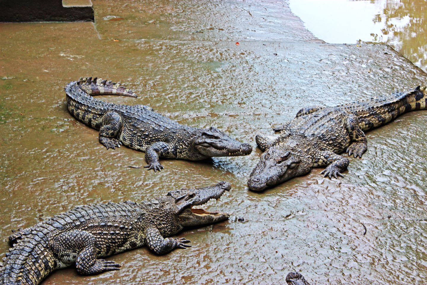 Crocodiles