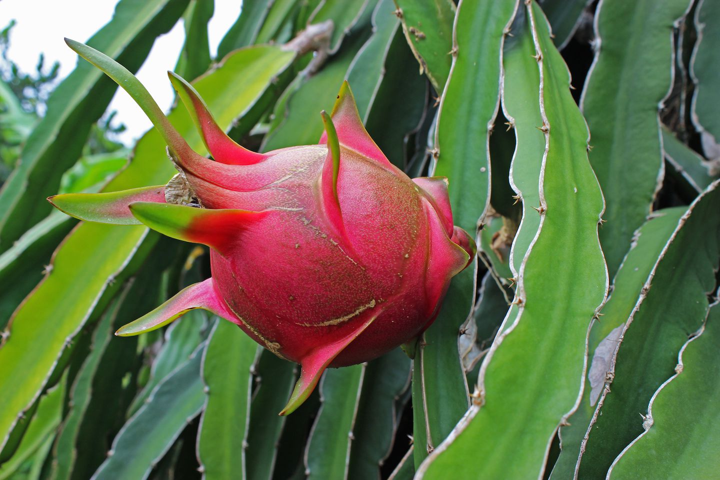 Dragon fruit growing out of a cactus