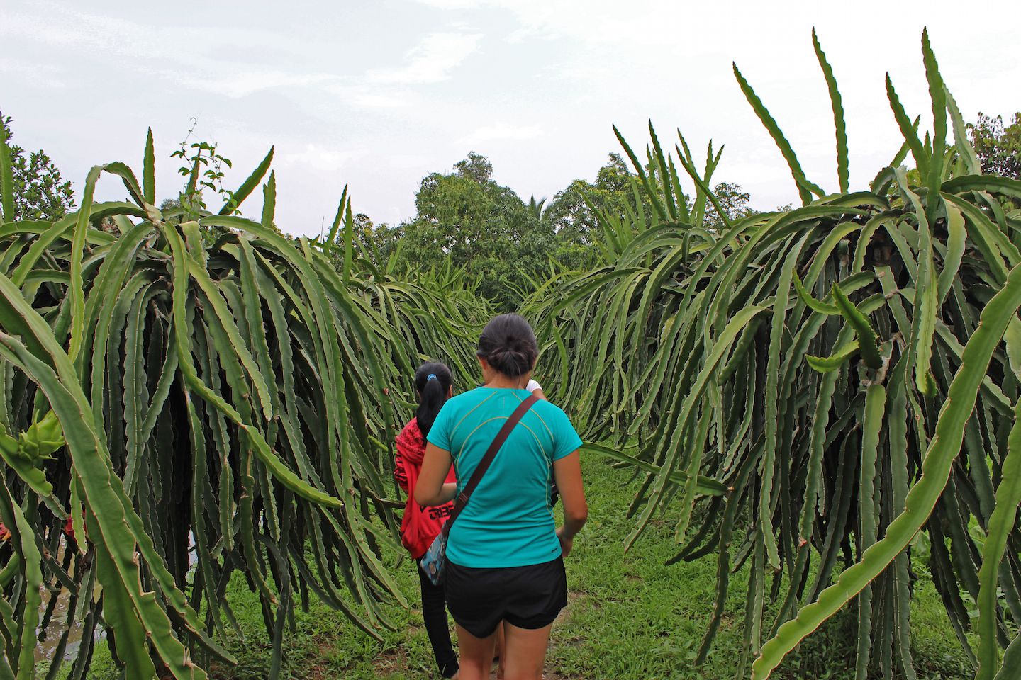 Dragon fruit trees!
