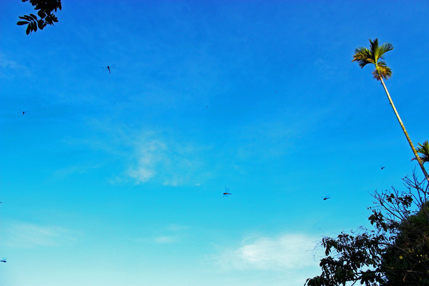Dragonflies!