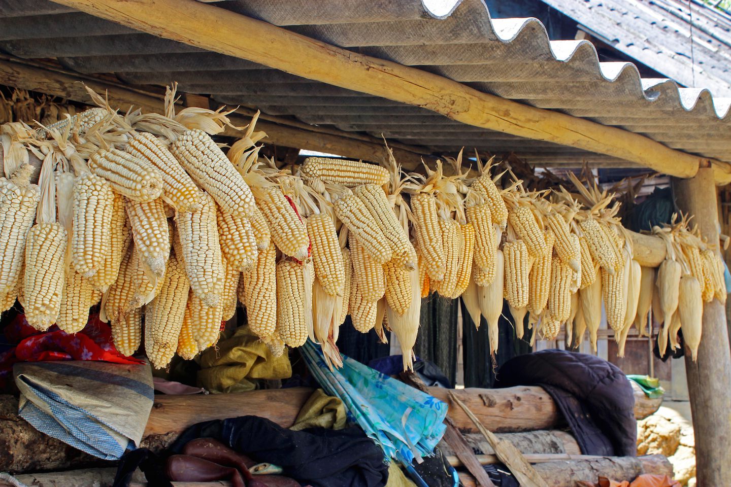 Dried corn
