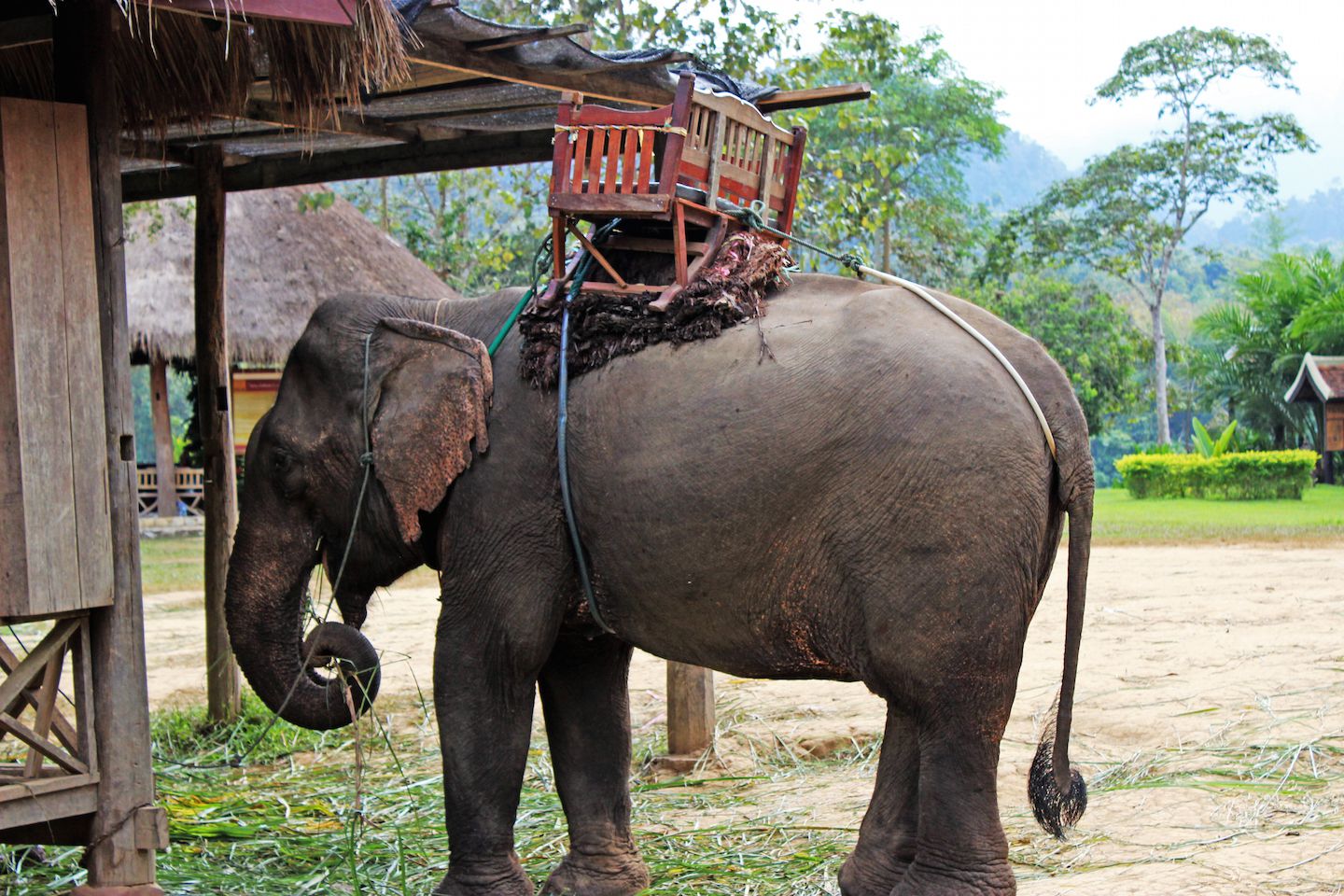 Elephant eating at the Elephant Village, Luang Prabang, Laos