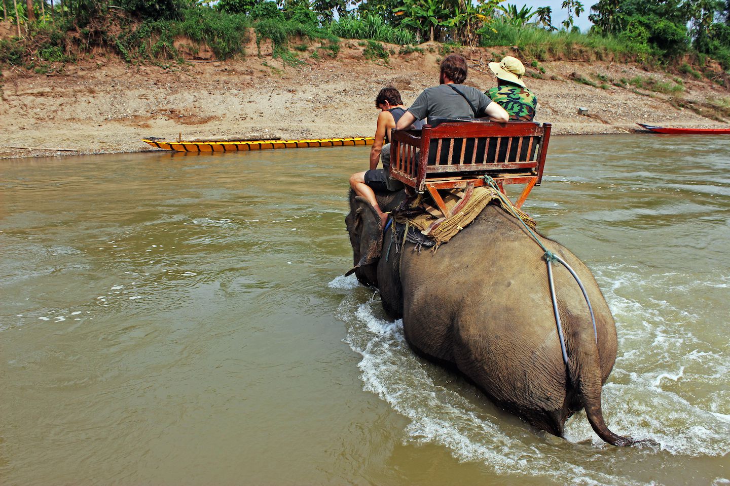 Elephant in the river, Luang Prabang, Laos