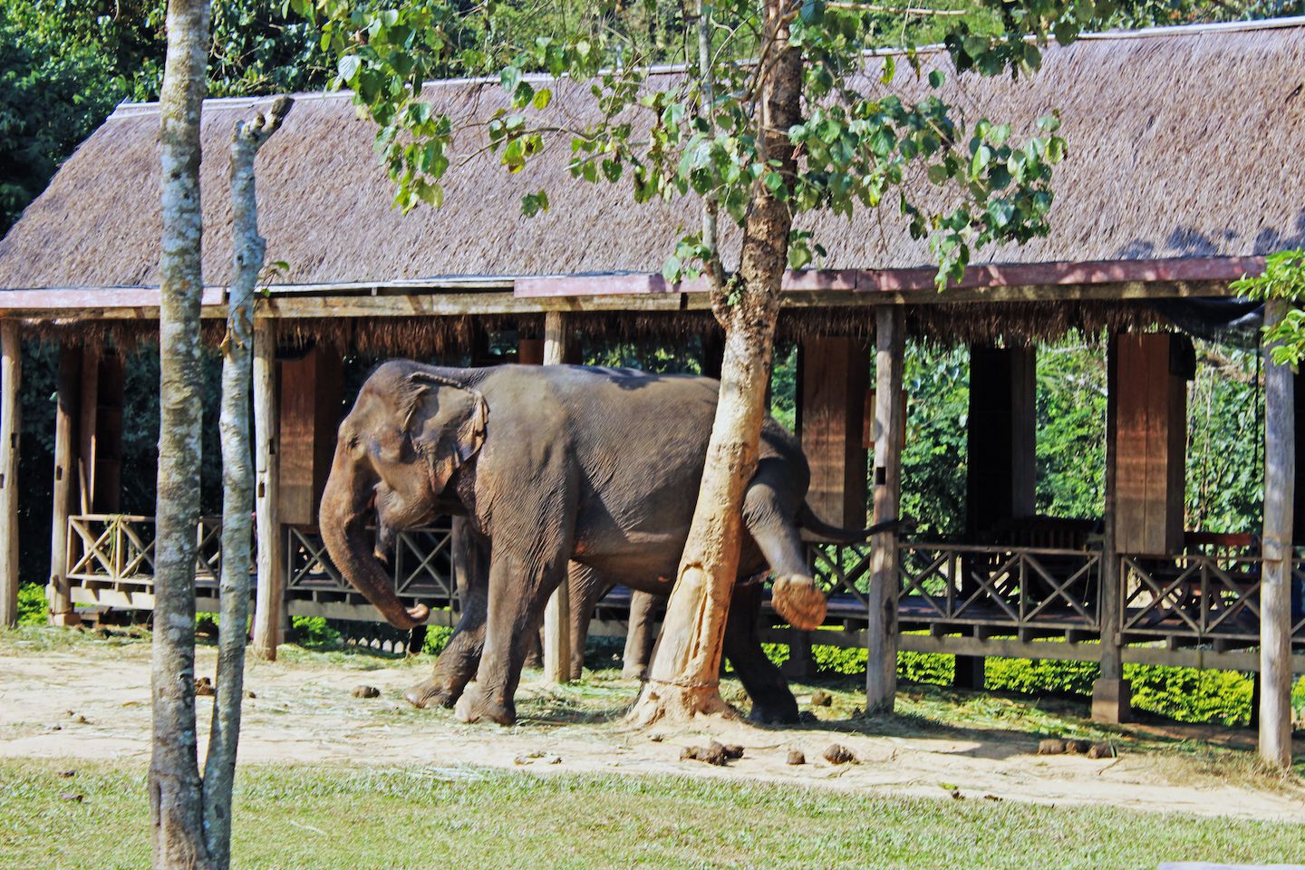 Elephant scratching itself on the tree, Luang Prabang, Laos