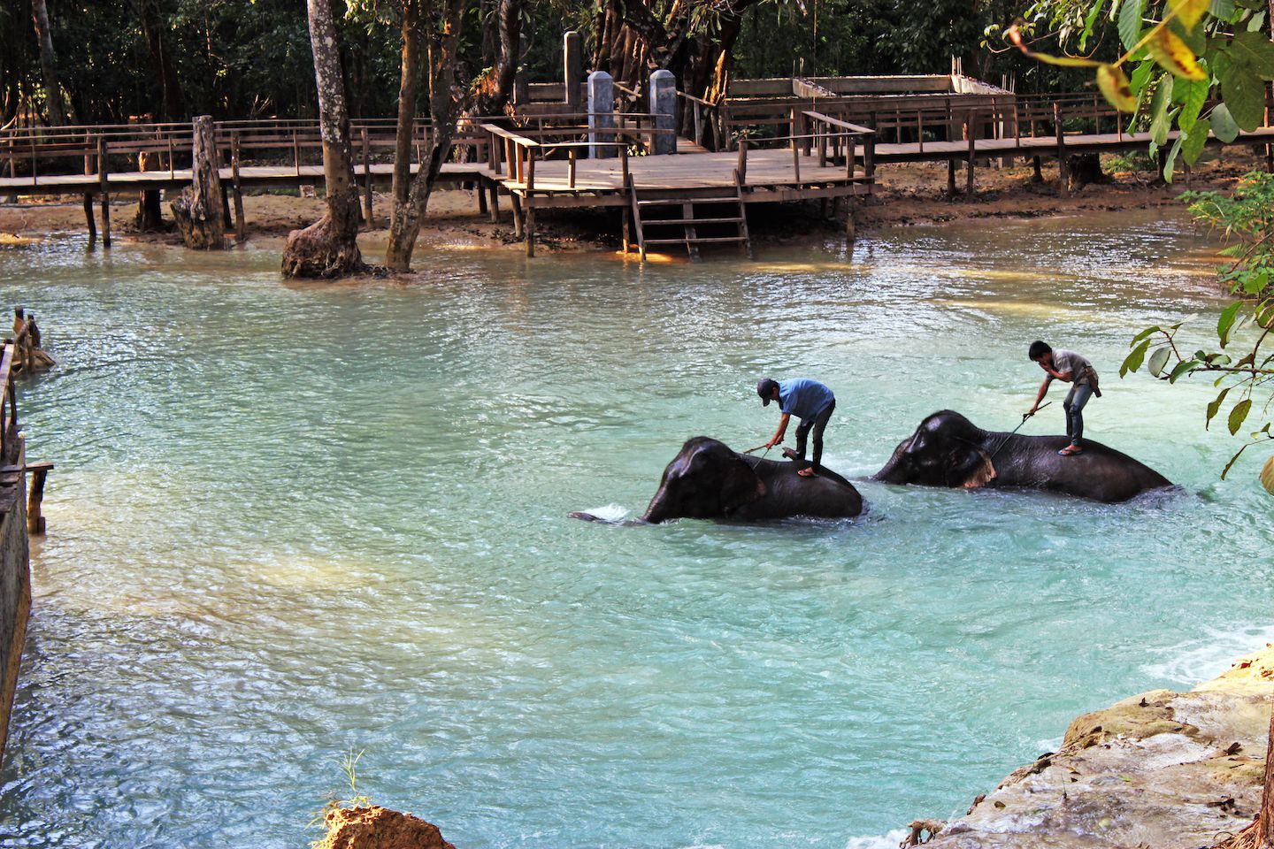 Elephants bathing at the Tad Sae Falls, Luang Prabang, Laos
