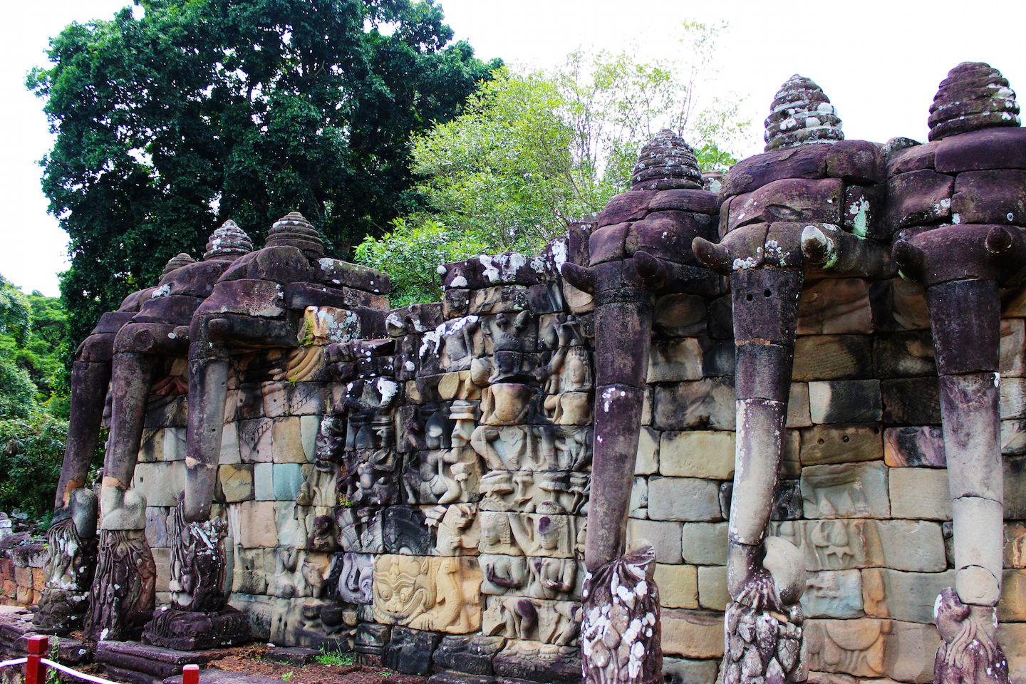 Elephants pulling on lotus flowers