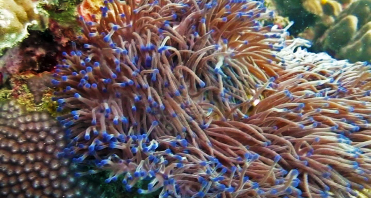 Exploring the White Rock Dive Site, Koh Tao, Thailand