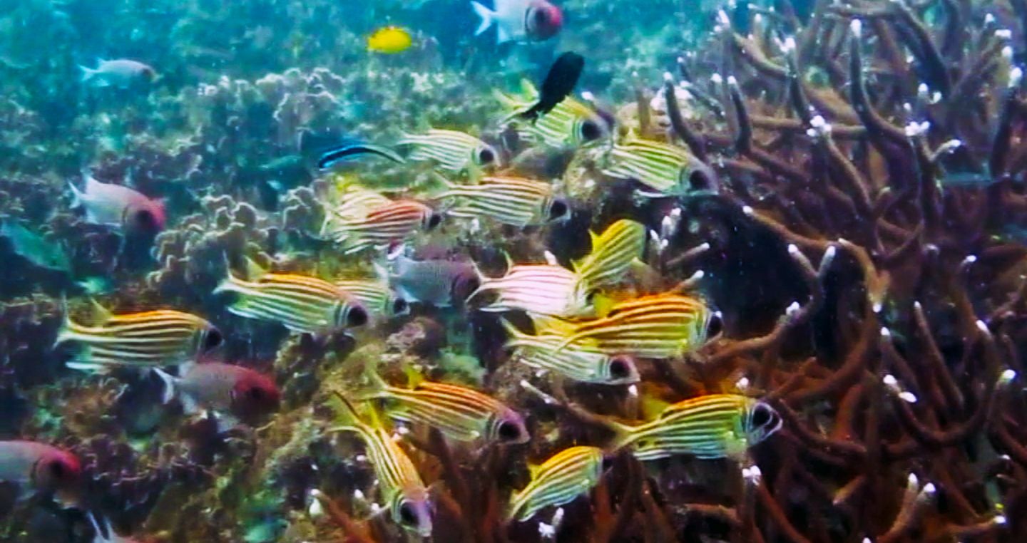 Fish feeding from the corals, White Rock Dive Site, Koh Tao, Thailand