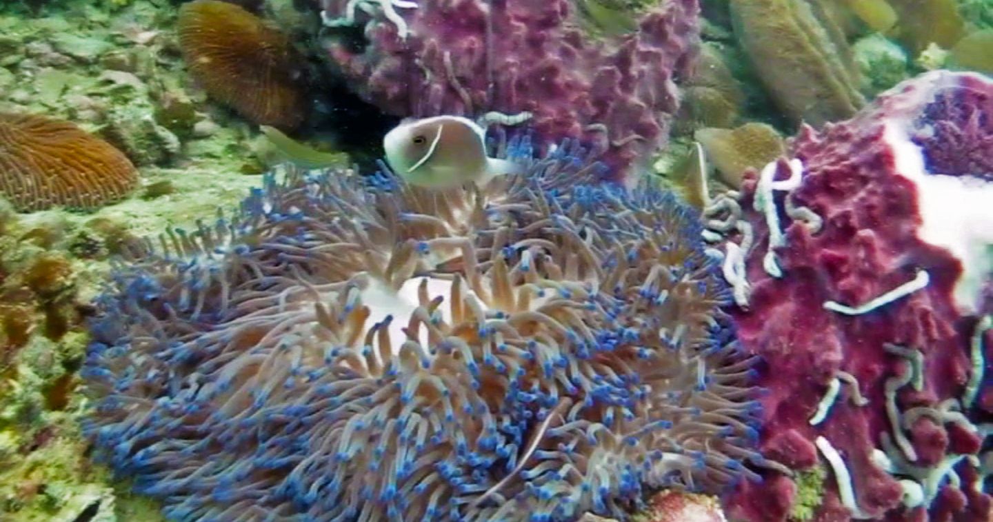 Fish hiding in the corals, White Rock Dive Site, Koh Tao, Thailand