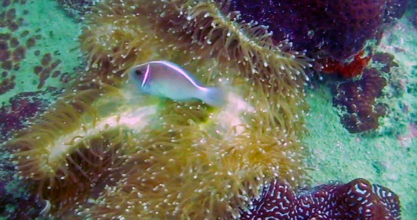Fish swimming among the corals, Hin Pee Wee Dive Site, Koh Tao, Thailand
