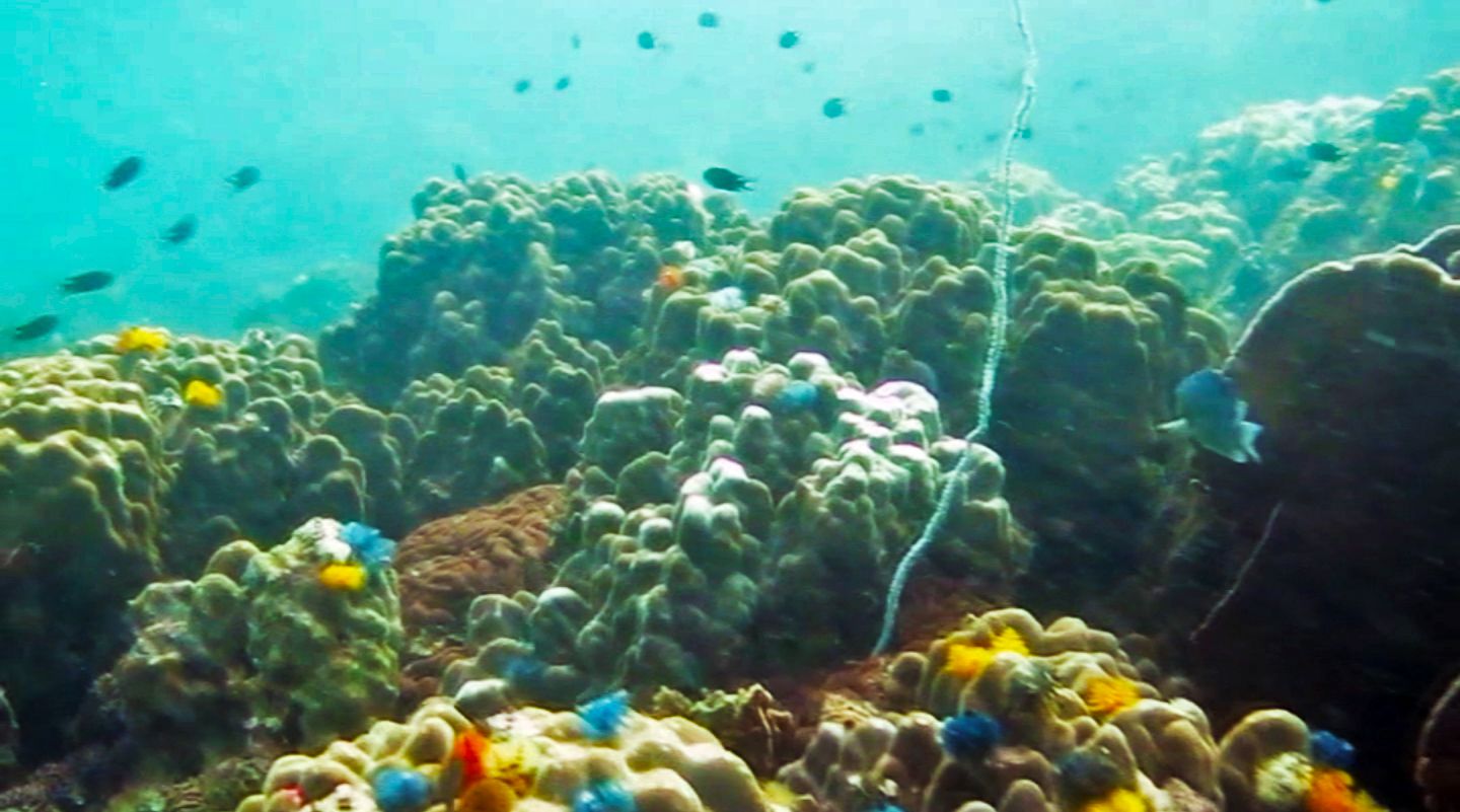 Fish swimming around the reef, White Rock Dive Site, Koh Tao, Thailand
