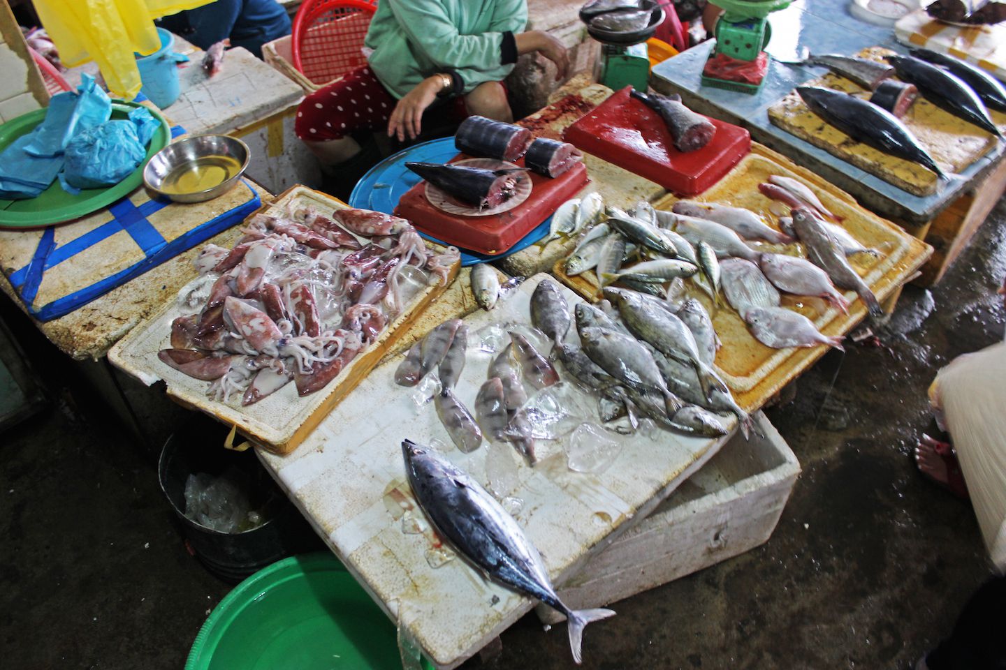 Fish