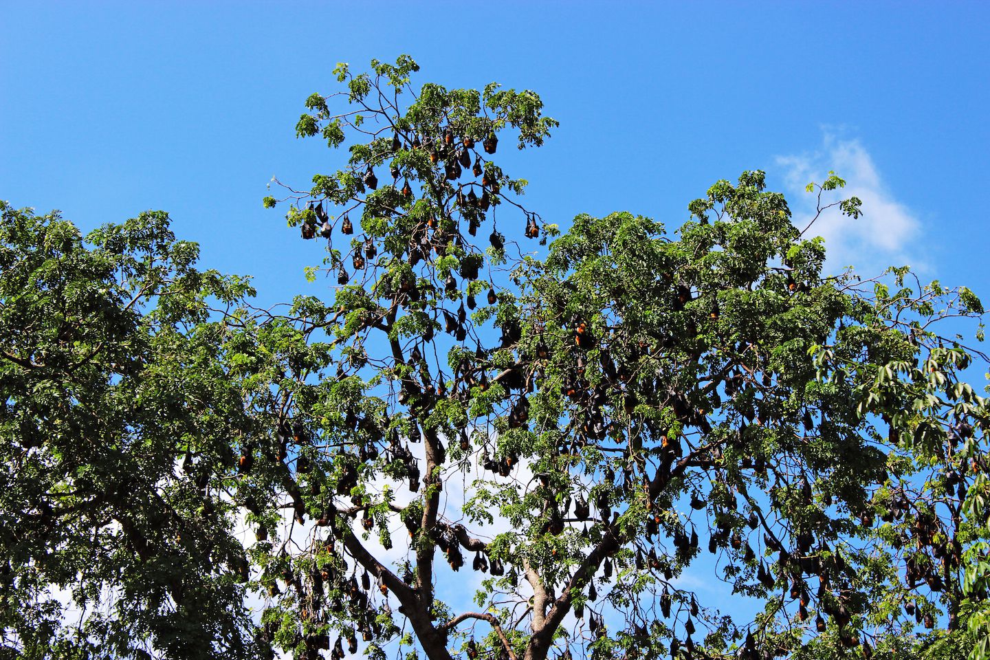 Fruit bats!