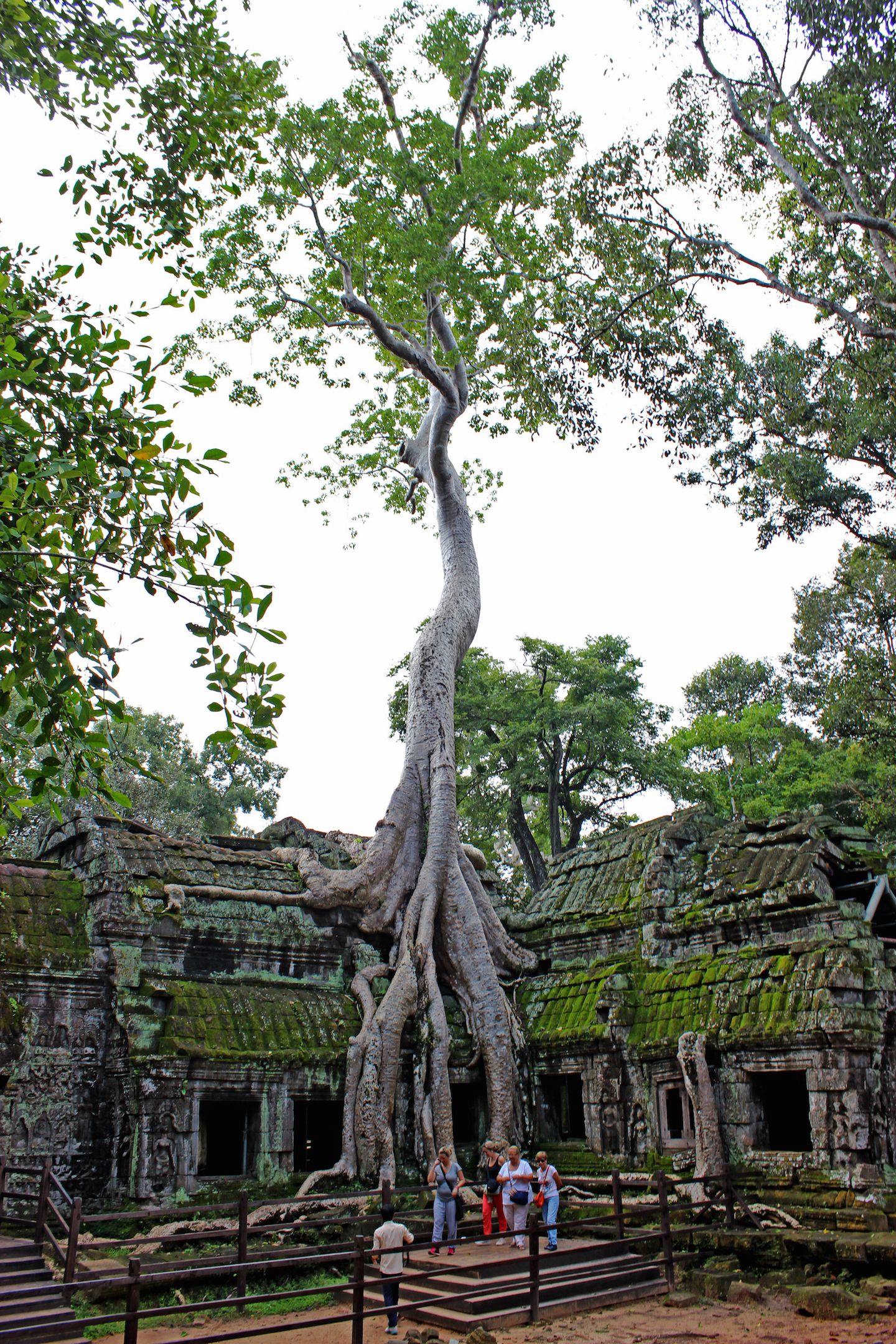 Giant tree at Ta Prohm