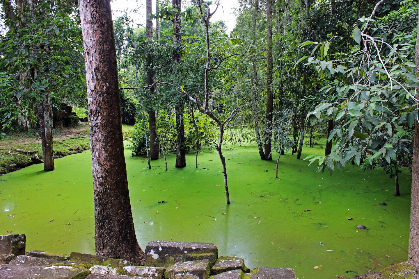 Green pond at Ta Som