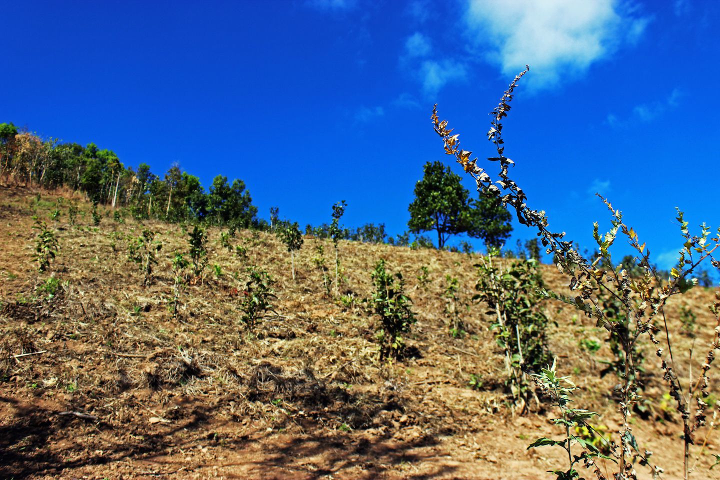Green tea field, Kalaw, Myanmar