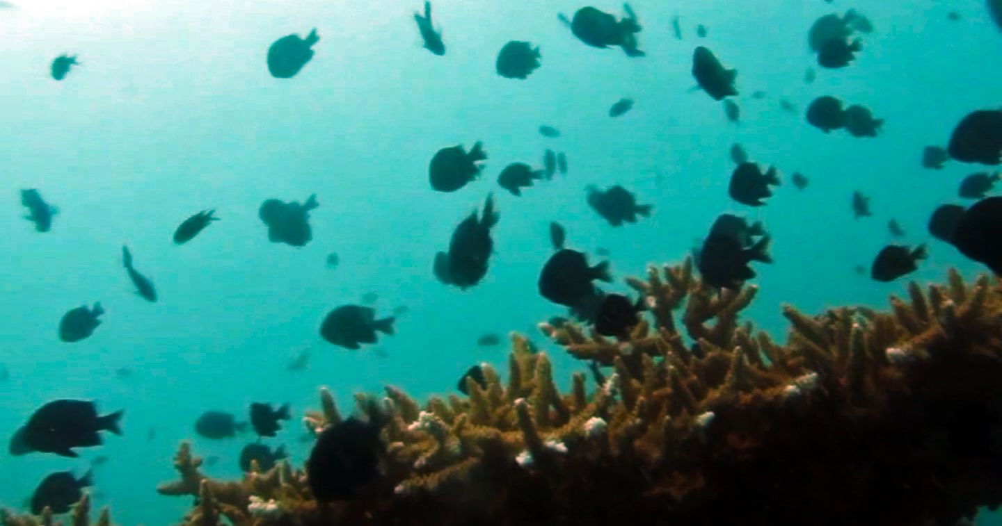 Group of black fish swimming around us, Hin Pee Wee Dive Site, Koh Tao, Thailand