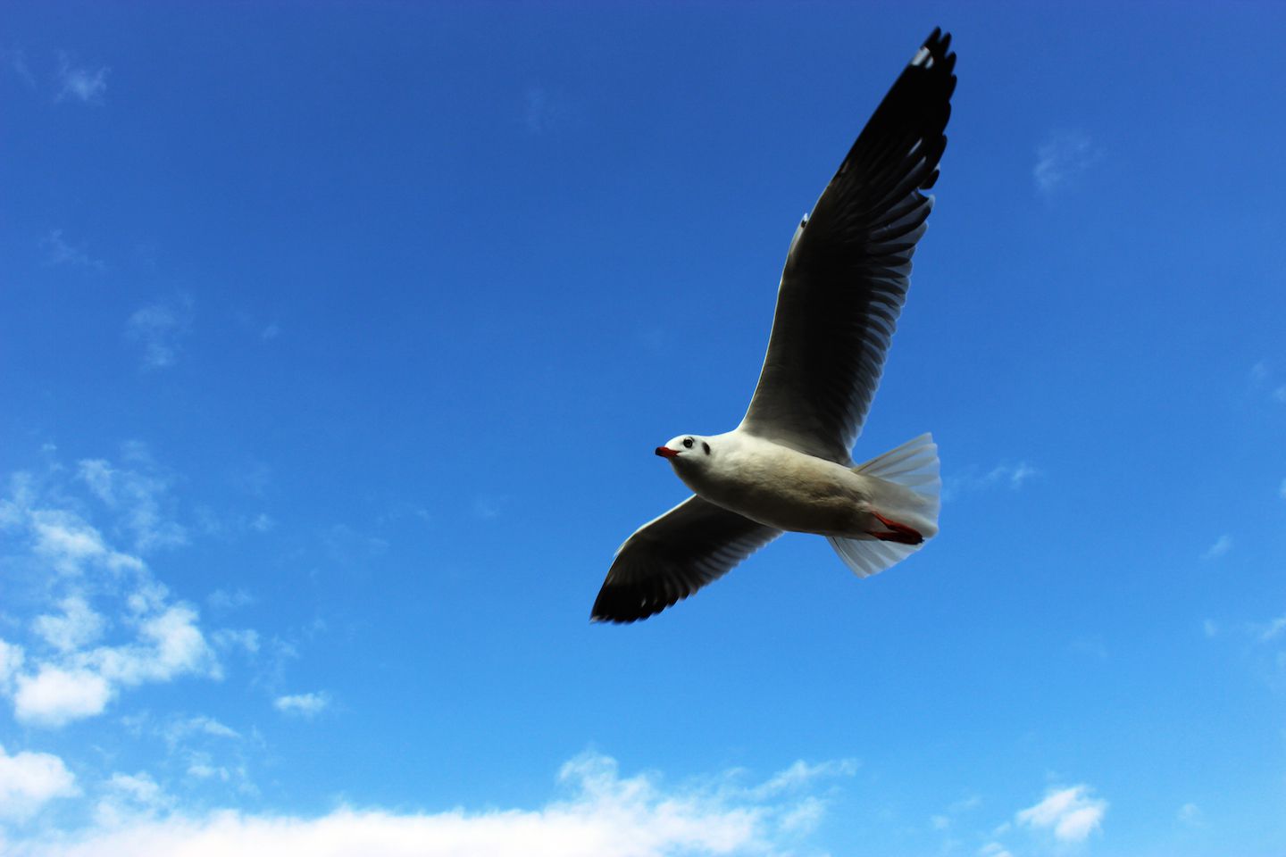 Gull flying over our boat, Inle Lake, Myanmar