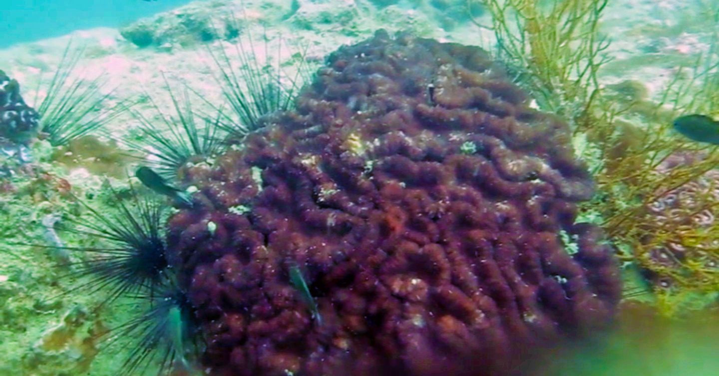 Hard corals at the Hin Pee Wee Dive Site, Koh Tao, Thailand