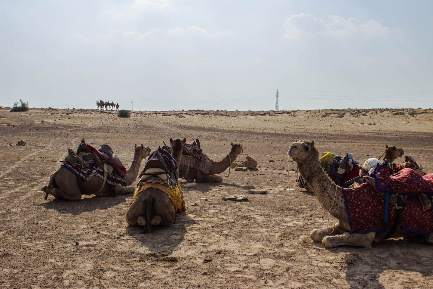 Camels lying down on the desert sand, Thar Desert, Jaisalmer, India