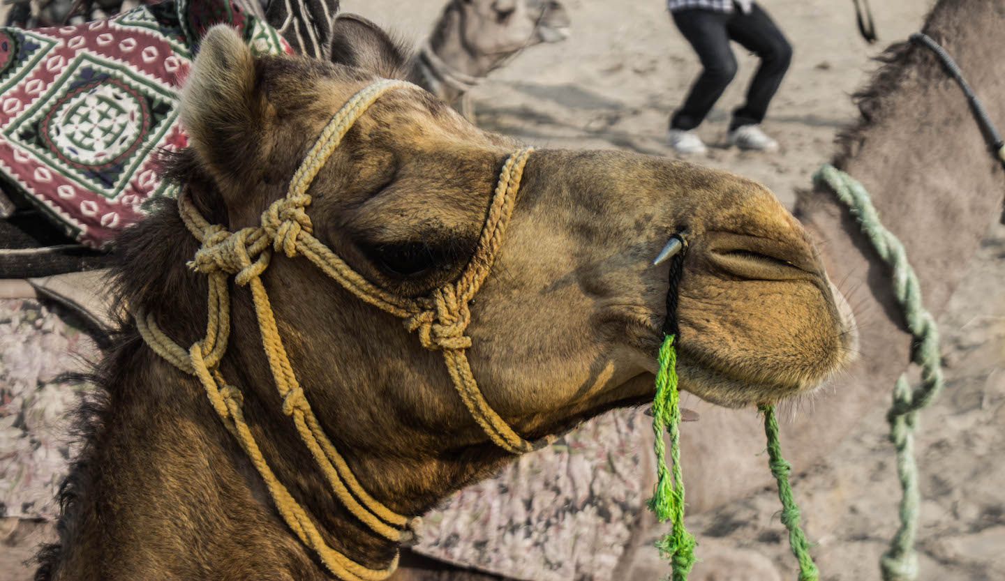 Camel close up, Thar Desert, Jaisalmer, India