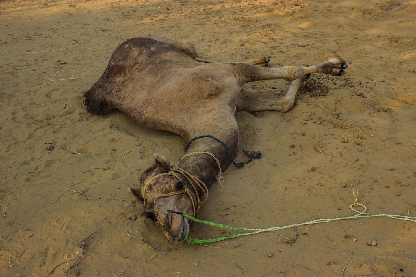 Camel relaxing on the sands of the Thar Desert, Jaisalmer, India
