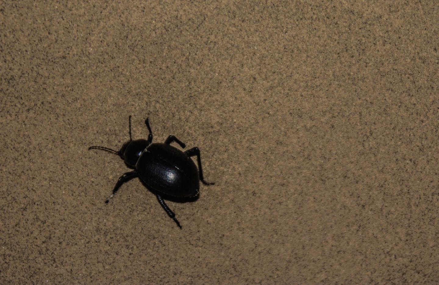 One of the many beetles walking on the sands of the Thar Desert, Jaisalmer, India