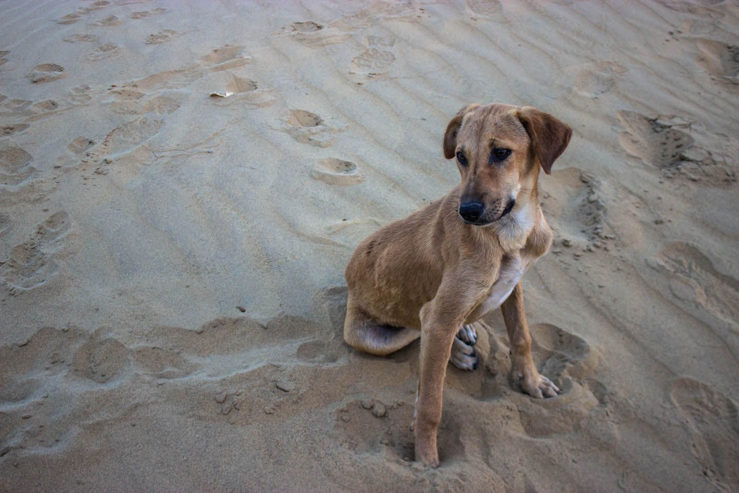 Cute puppy following us through the Thar Desert, Jaisalmer, India