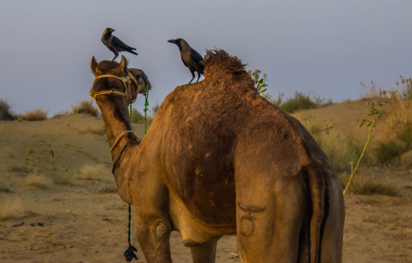 Crows on the camel, Thar Desert, Jaisalmer, India