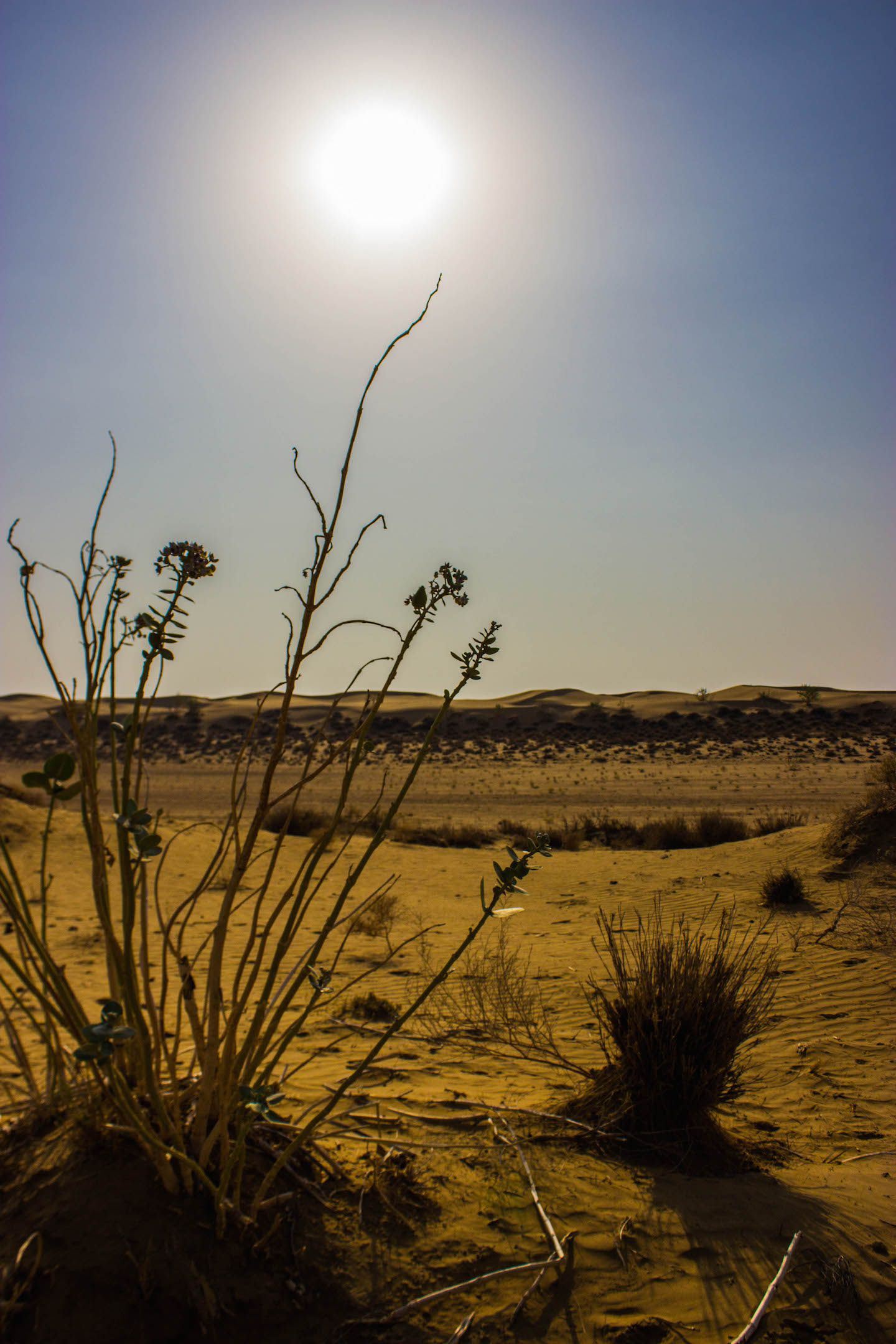 Plants of the Thar Desert, Jaisalmer, India