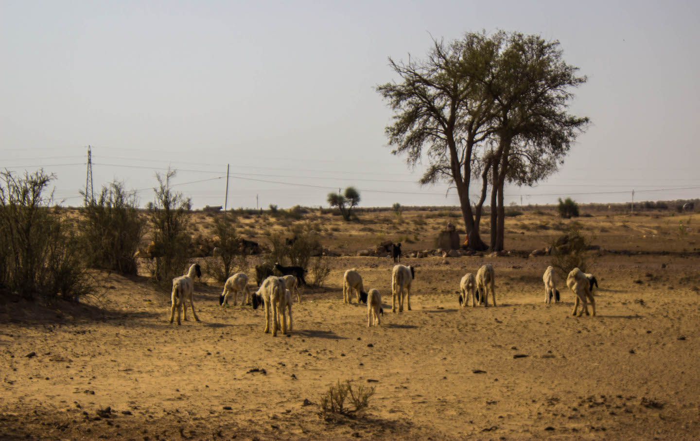 Lambs living in the Thar Desert, Jaisalmer, India