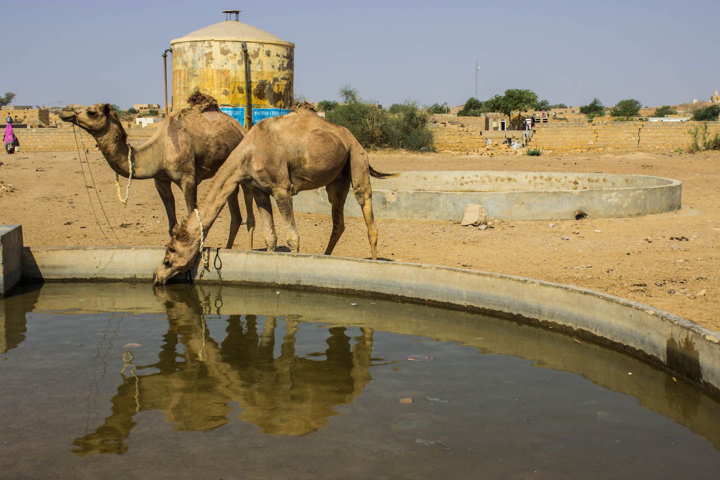 Camels drinking water after a day of work, Thar Desert, Jaisalmer, Village