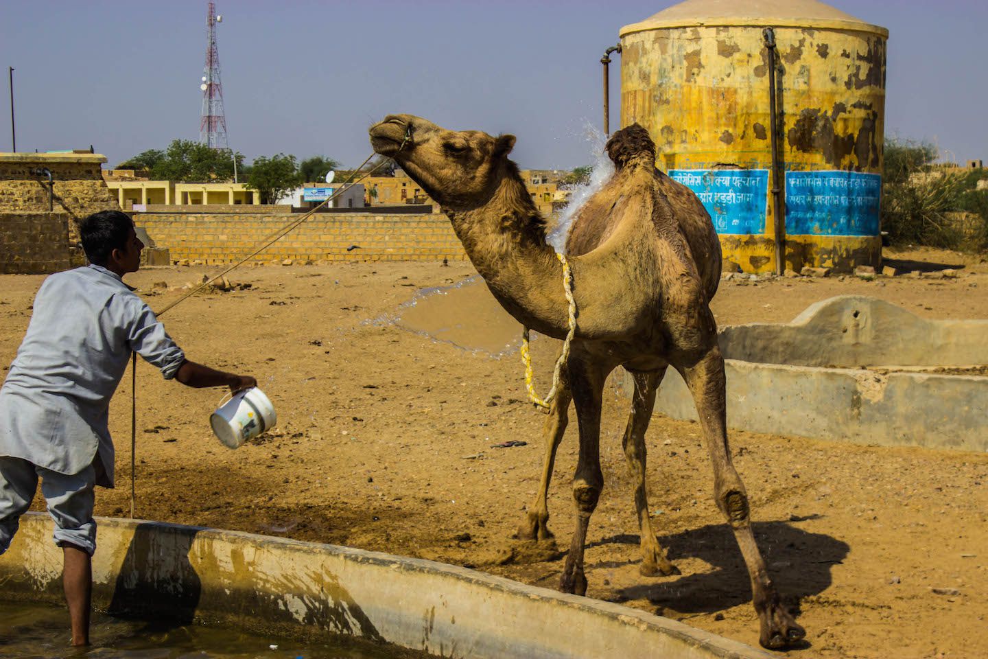 Washing the camel, Thar Desert, Jaisalmer, India
