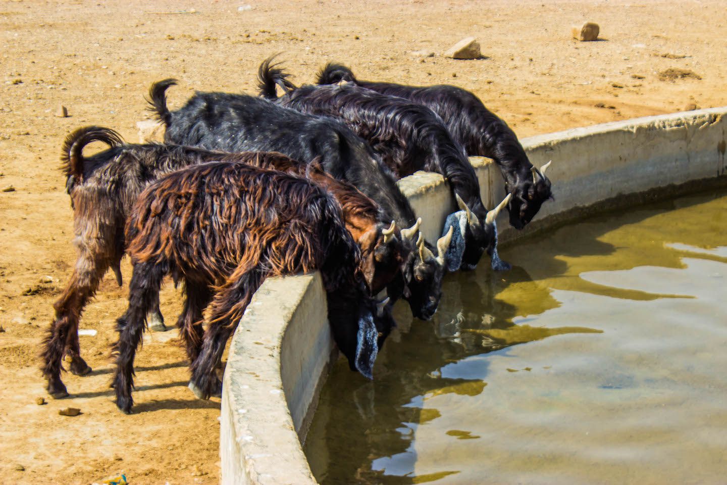 Lamps drinking water, Thar Desert, Jaisalmer, India