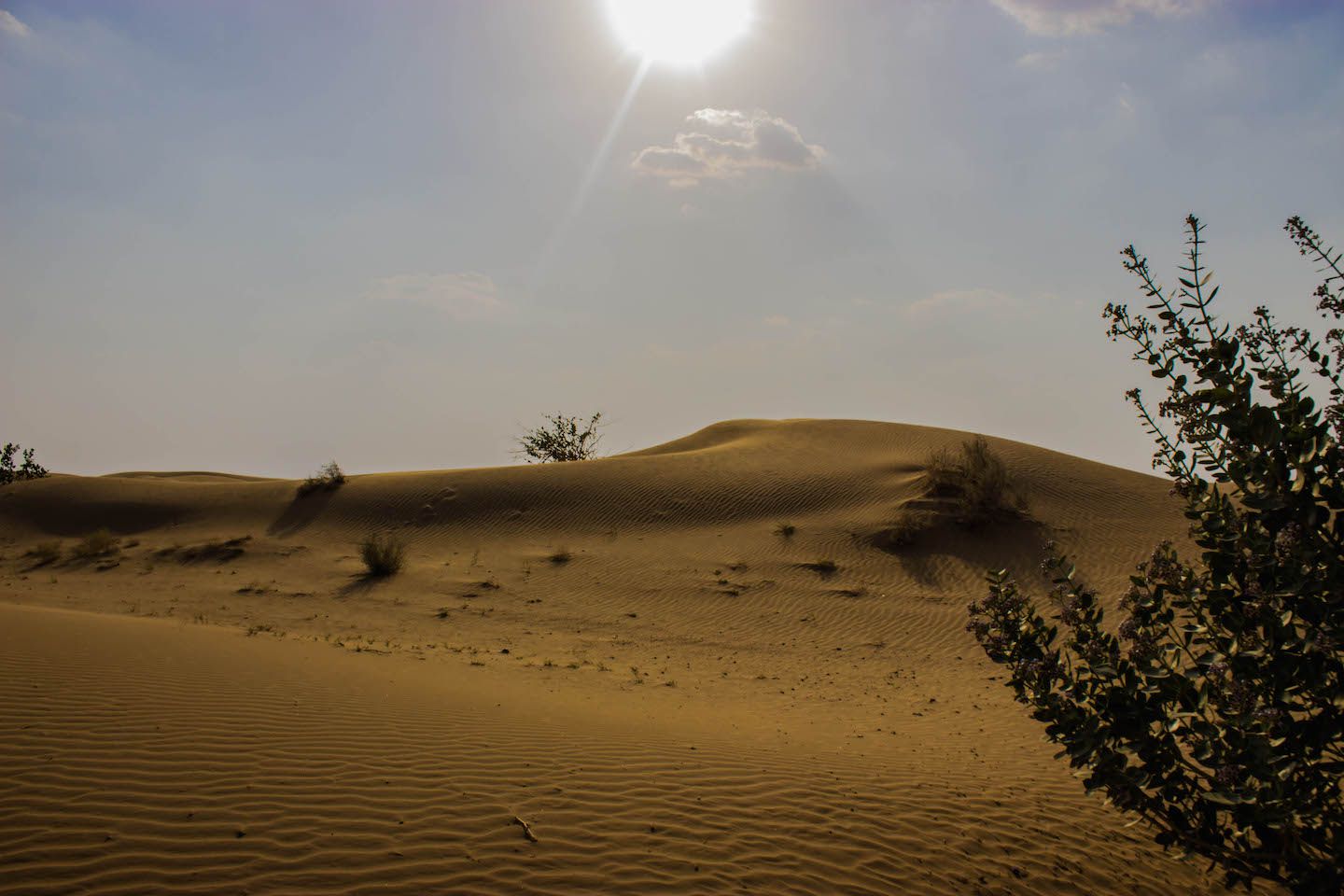 View of the dunes of the Thar Desert, Jaisalmer, India