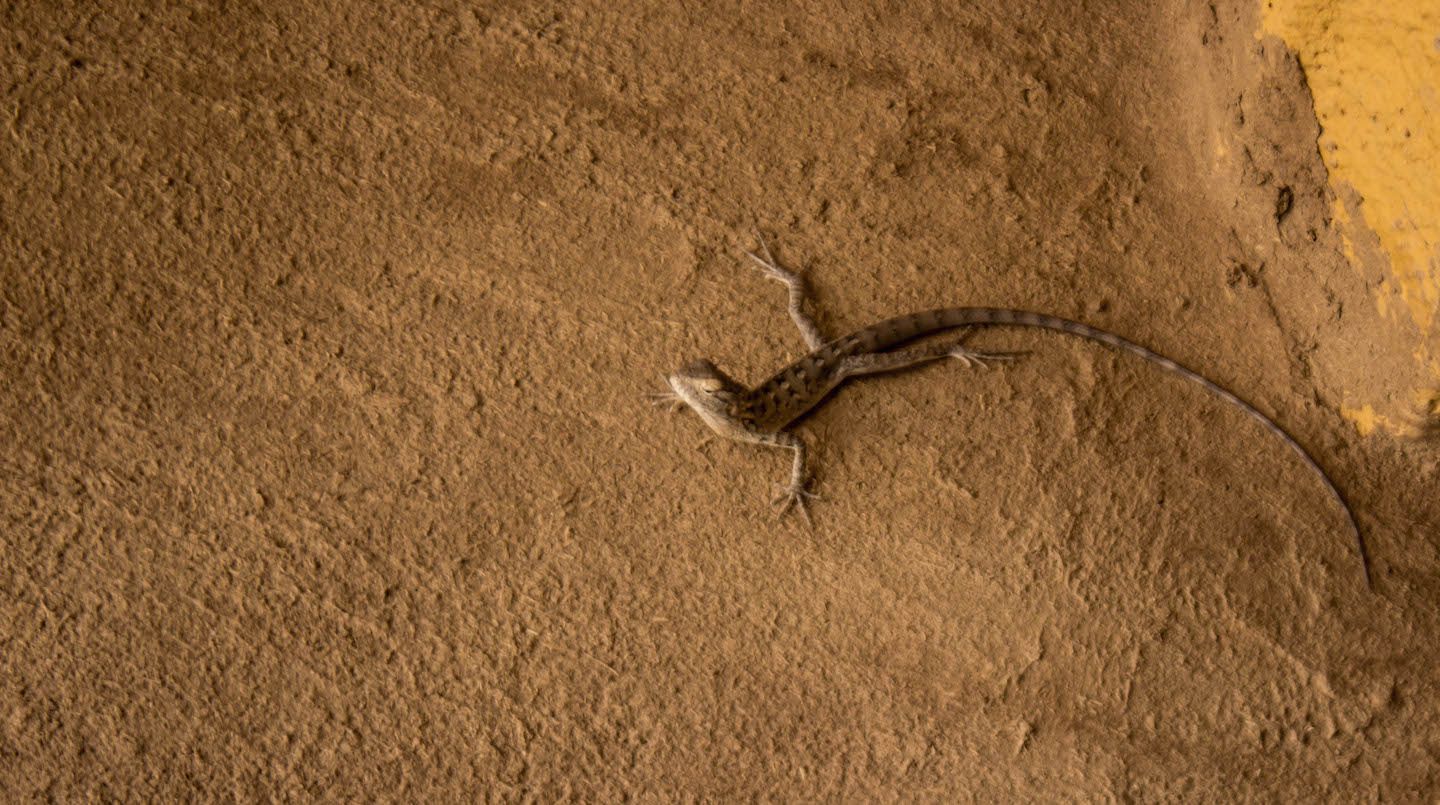 Lizard on the walls of the abandoned house, Thar Desert, Jaisalmer, India