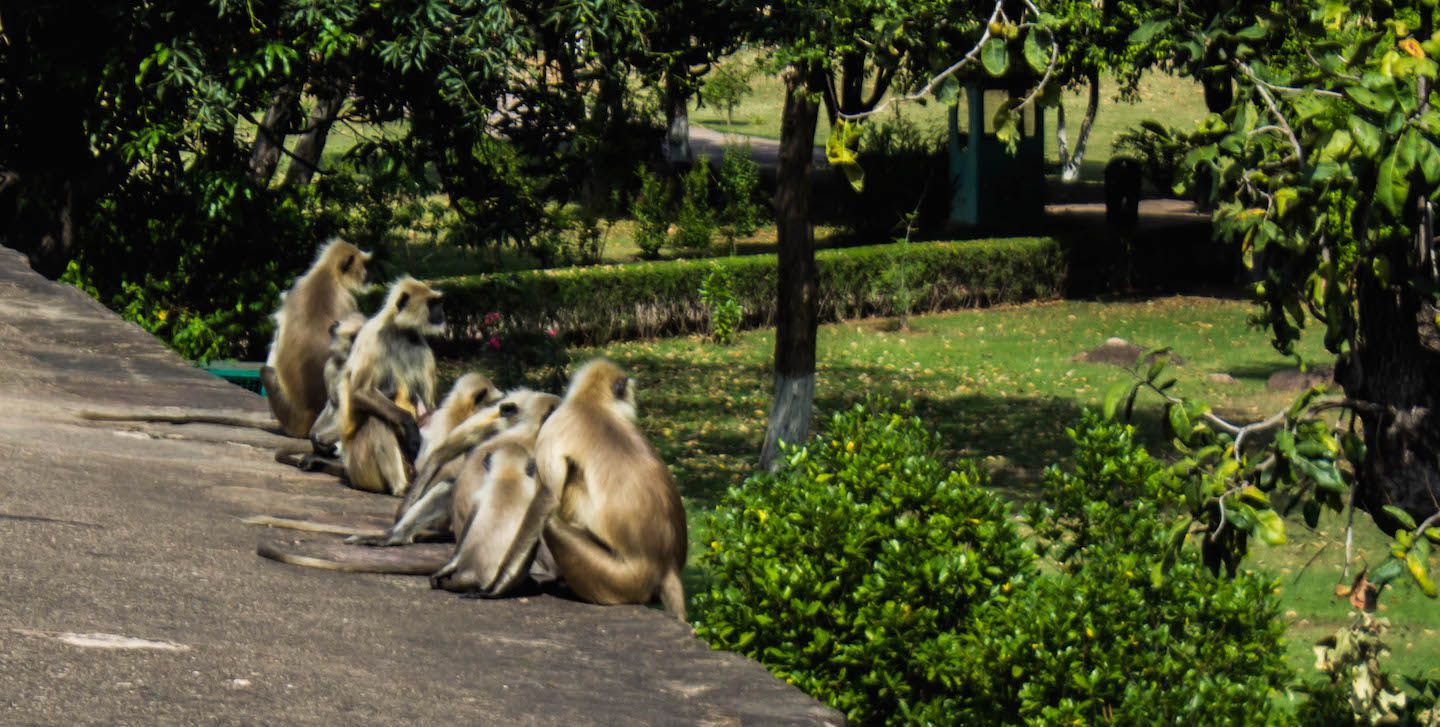 Monkeys at the west group of temples of Khajuraho, India