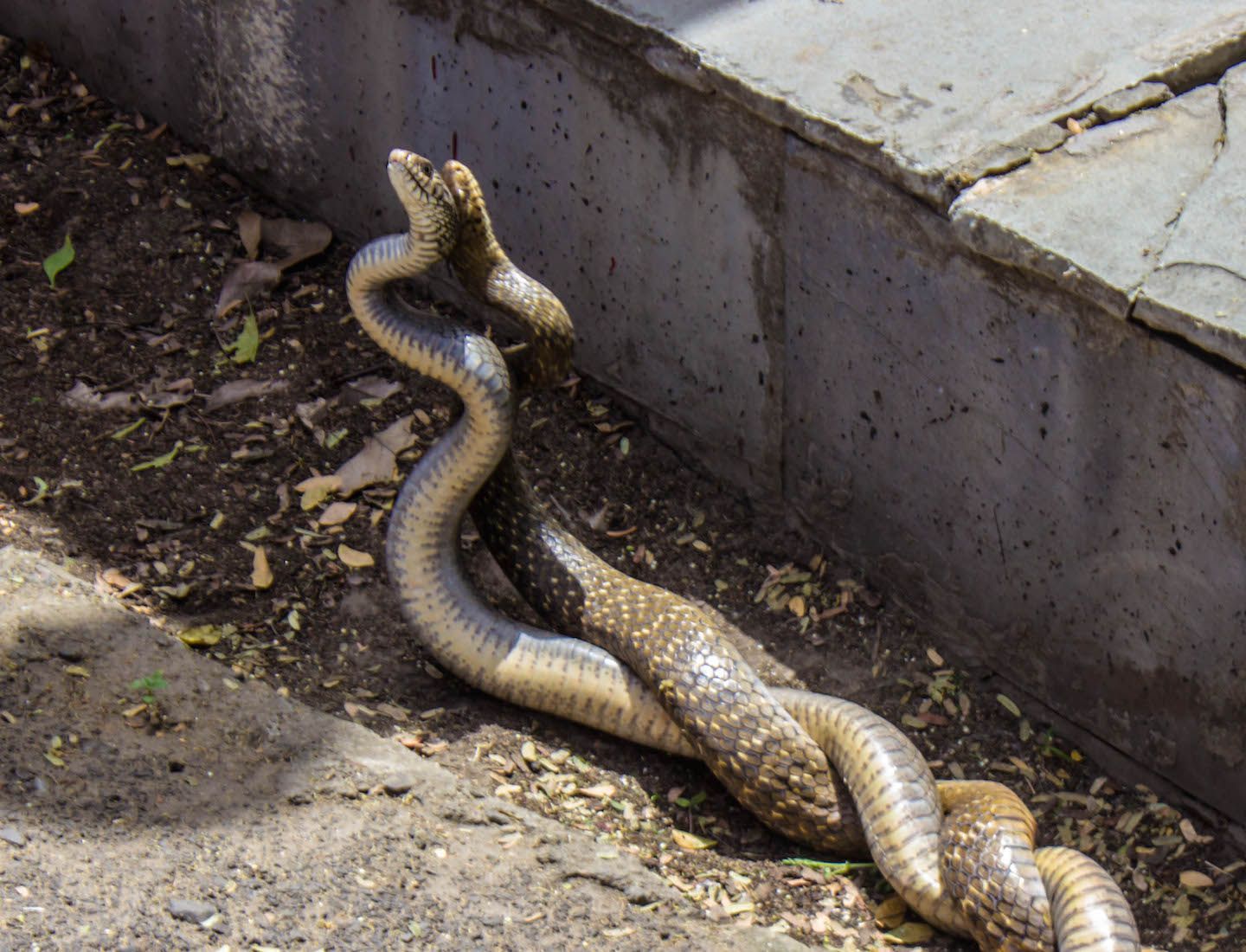 Rat snakes battling to death on the roads of the City Palace, Udaipur, India