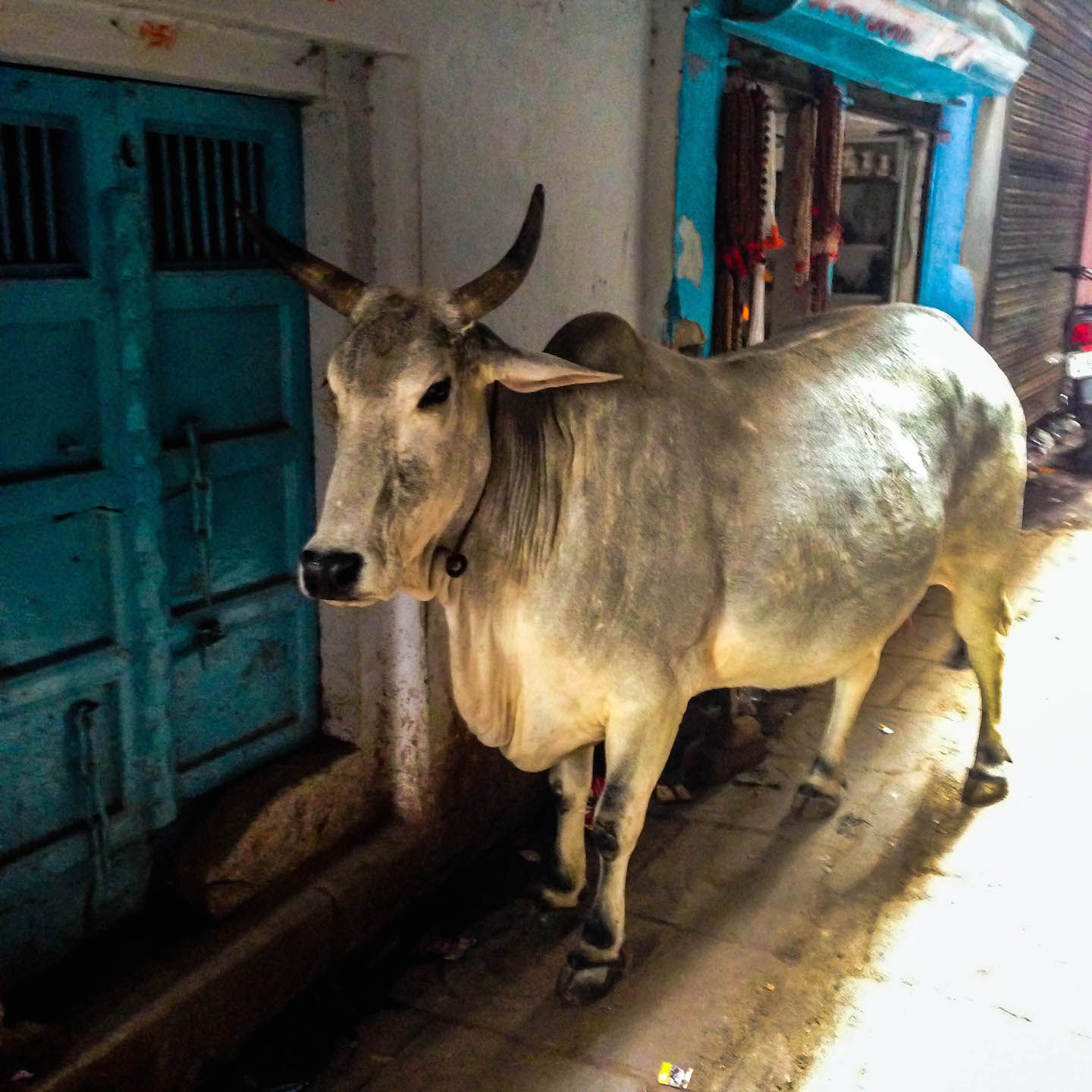 Cow on the alleys of Varanasi, India