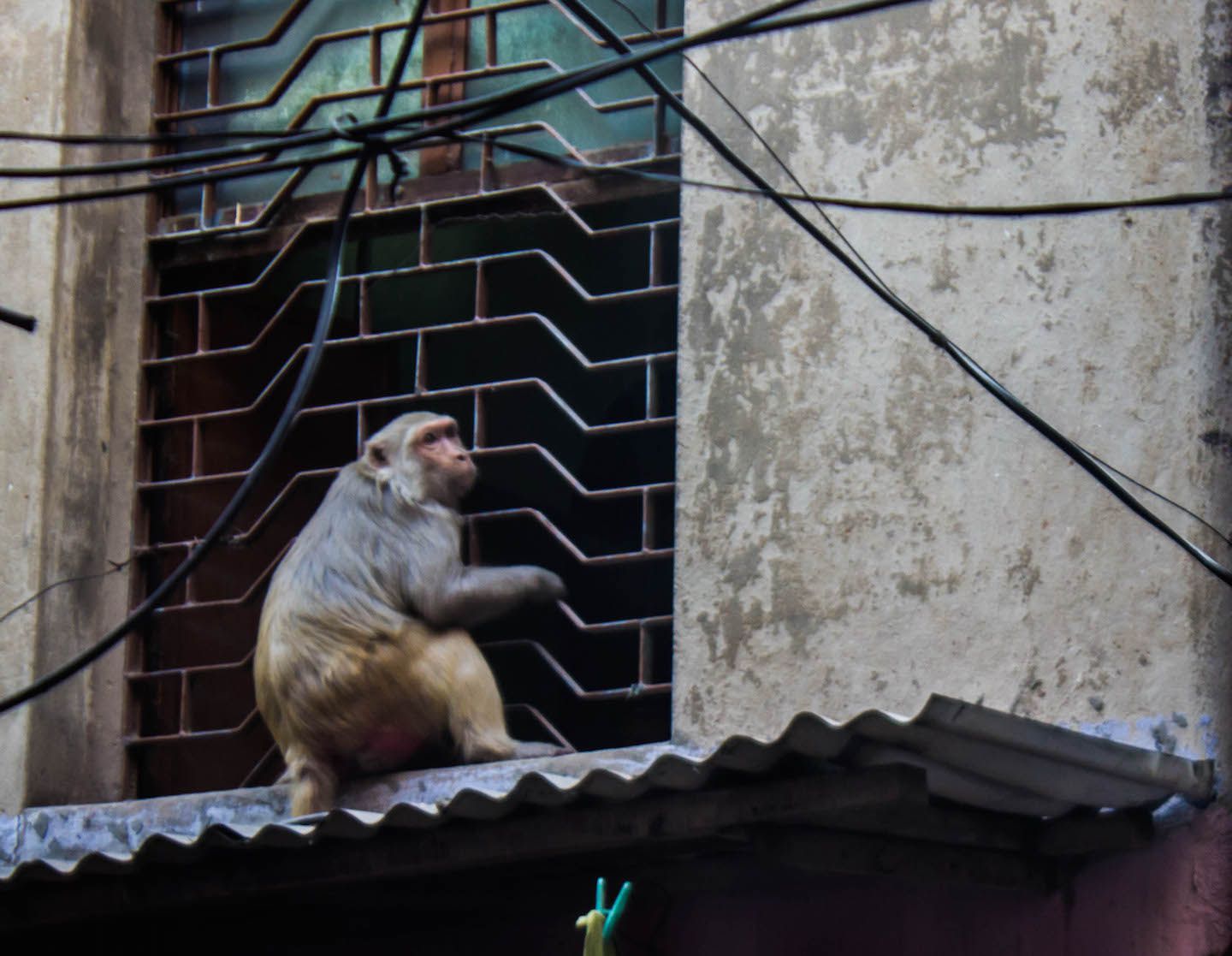 Monkey on the alleys of Varanasi, India