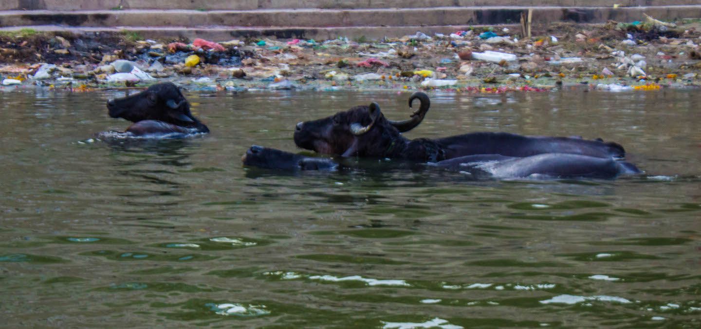 Cows bathing in the Ganges, Varanasi, India