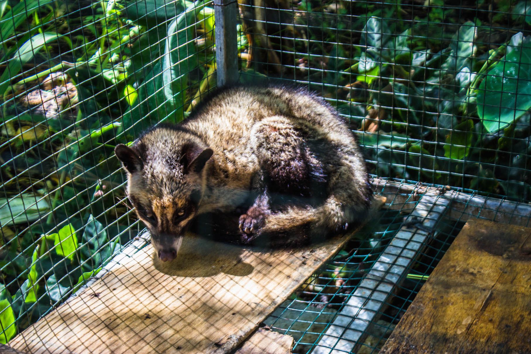 Luwak, Bali, Indonesia