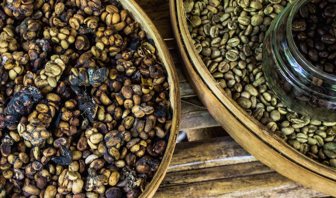 Luwak poop coffee on the left, cleaned and roasted beans on the right , Bali, Indonesia