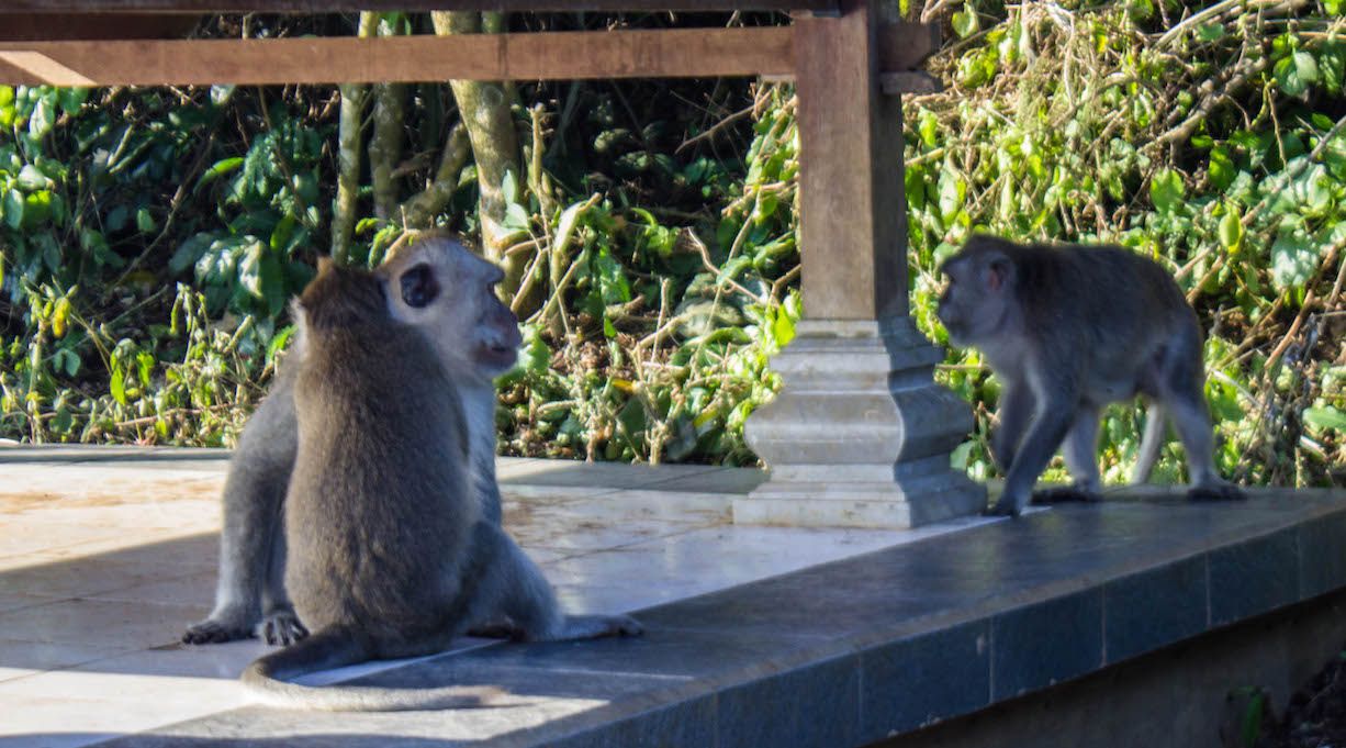 Monkeys at Uluwatu, Bali, Indonesia