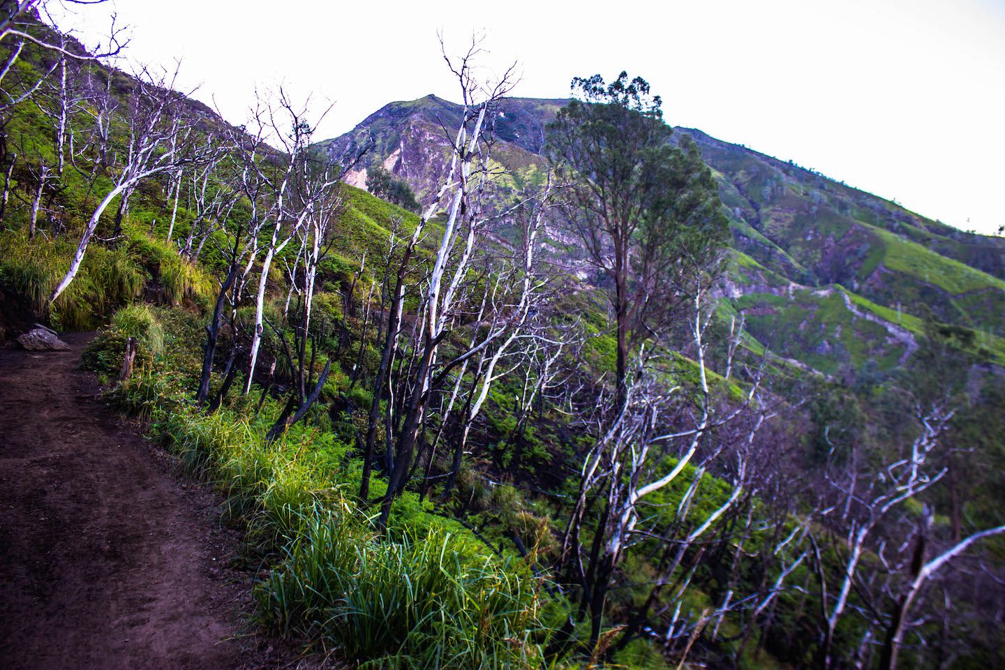 Burnt trees at Mt. Ijen, Indonesia