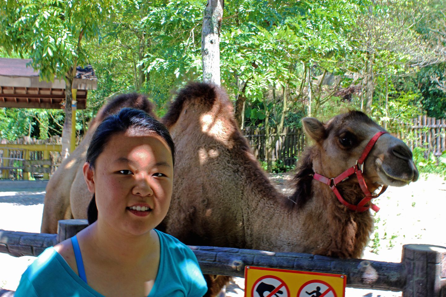 Julie and a Camel at the Taipei Zoo